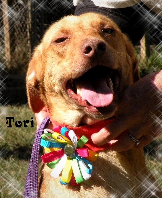 Tori, an adoptable Labrador Retriever, Shepherd in Dresden, TN, 38225 | Photo Image 2