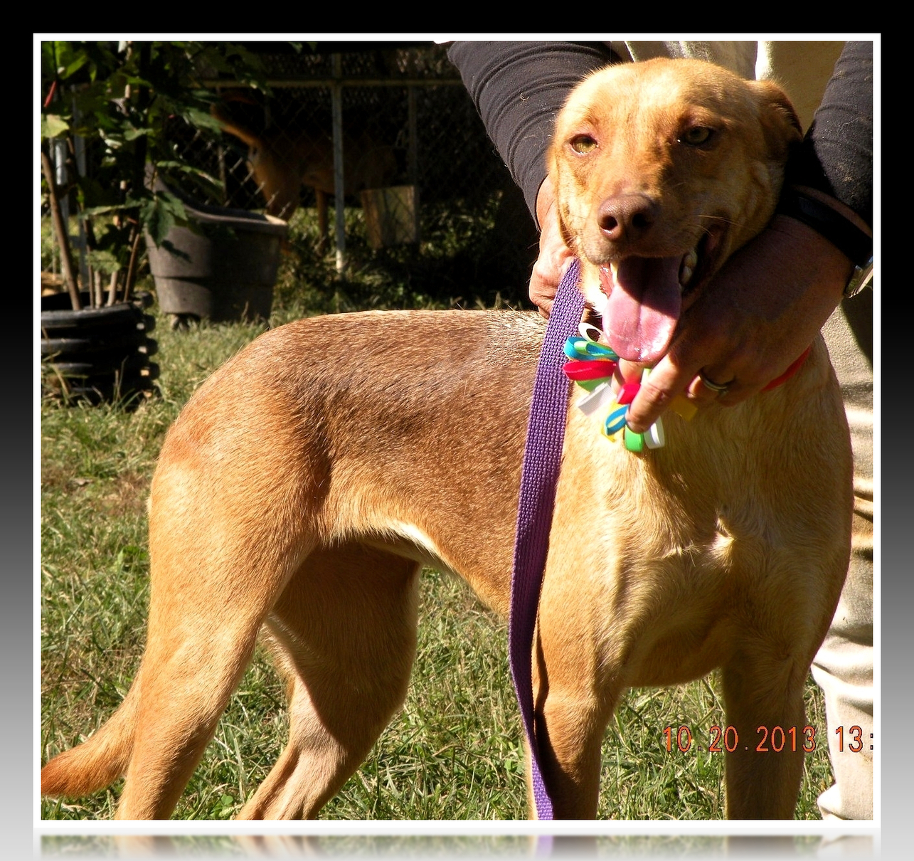 Tori, an adoptable Labrador Retriever, Shepherd in Dresden, TN, 38225 | Photo Image 3