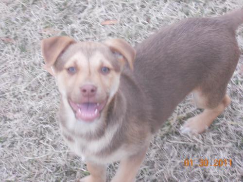 McGruder, an adoptable Labrador Retriever, Shepherd in Dresden, TN, 38225 | Photo Image 2