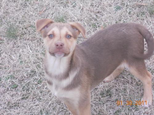 McGruder, an adoptable Labrador Retriever, Shepherd in Dresden, TN, 38225 | Photo Image 3