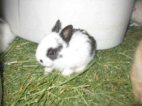 dwarf rabbits for adoption