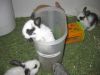 Speck photo 2