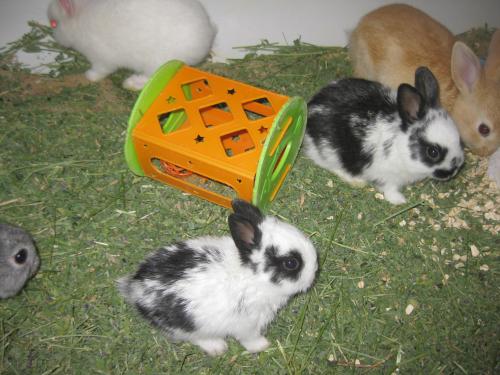 Netherland dwarf rabbit near hot sale me