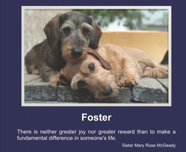 Foster Homes Needed! 1