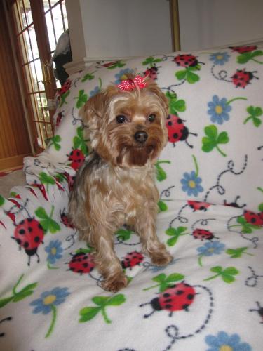 Ladybug, an adopted Yorkshire Terrier in Taunton, MA_image-1