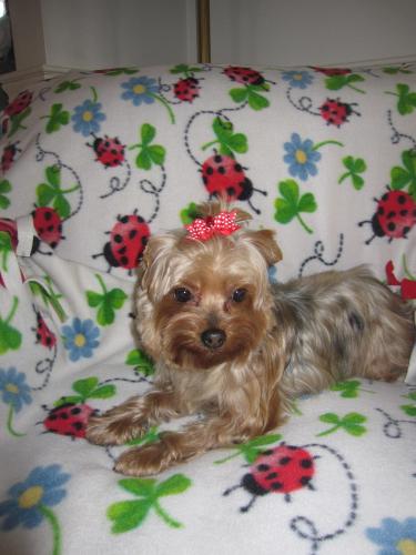 Ladybug, an adopted Yorkshire Terrier in Taunton, MA_image-2