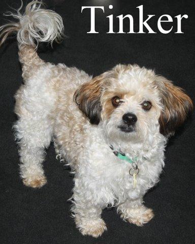 NJ - Tink, an adopted Poodle & Shih Tzu Mix in Bordentown, NJ_image-1