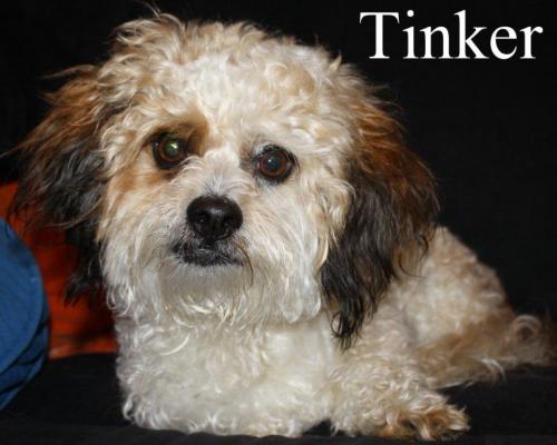 NJ - Tink, an adopted Poodle & Shih Tzu Mix in Bordentown, NJ_image-2