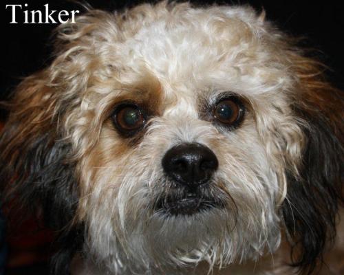 NJ - Tink, an adopted Poodle & Shih Tzu Mix in Bordentown, NJ_image-3