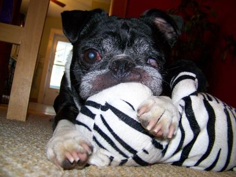 Teddy, an adopted Pug & Boston Terrier Mix in Bethesda, MD_image-1