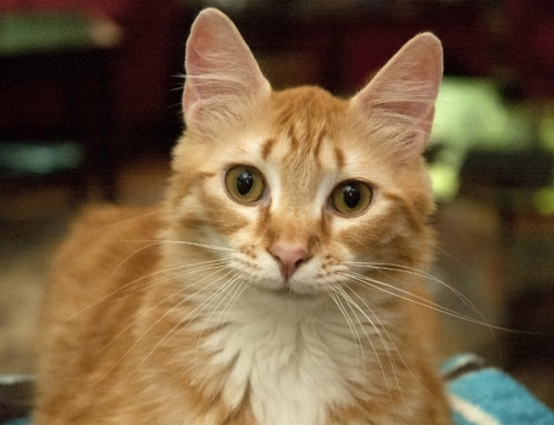 MacGruber, an adopted Domestic Medium Hair in Newtown, CT_image-1