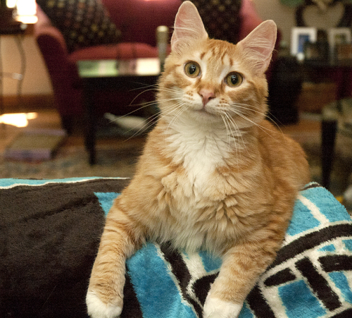 MacGruber, an adopted Domestic Medium Hair in Newtown, CT_image-3