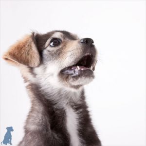 Border Collie/Lab Mix Pups!