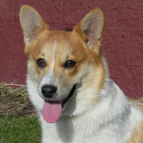 Gilligan - ADOPTED, an adopted Corgi in Springfield, IL_image-1