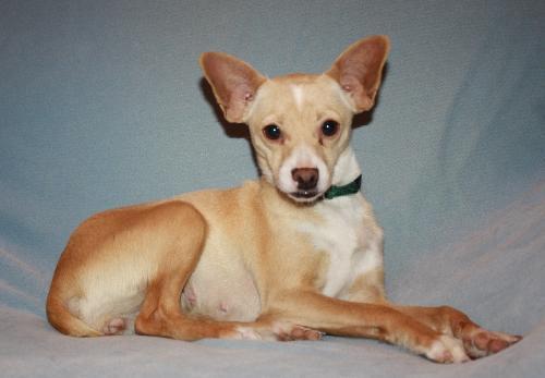 Dog for adoption Chloe a Rat Terrier Chihuahua Mix in Modesto