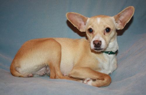 Chloe, an adoptable Rat Terrier & Chihuahua Mix in Modesto, CA_image-2