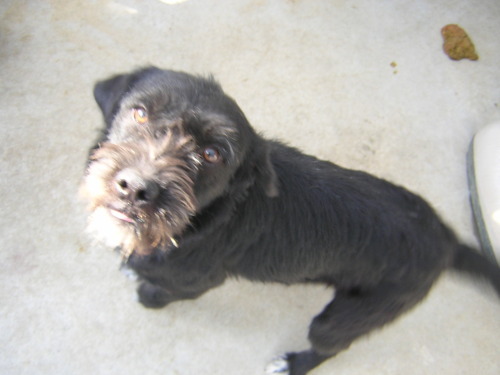 NJ - Seamus, an adopted Border Collie & Poodle Mix in Jackson, NJ_image-2