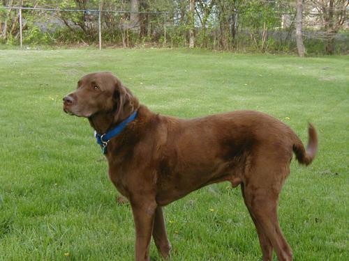 Frank, an adopted Chesapeake Bay Retriever in Appleton, WI_image-1