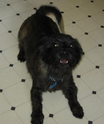 Harry - ADOPTED 3
