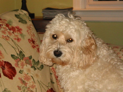 NJ - Kailey, an adopted Cockapoo & Poodle Mix in Bernardsville, NJ_image-1