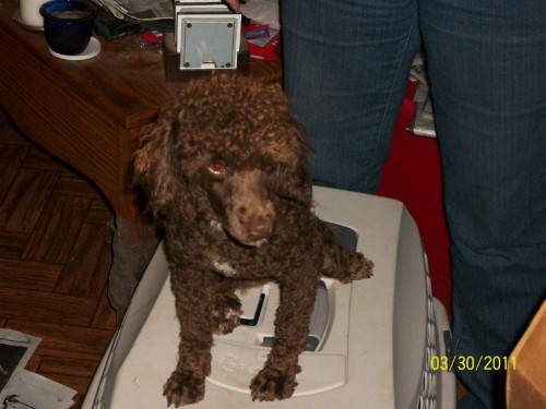 MD - Leroy Brown, an adopted Poodle in Towson, MD_image-3