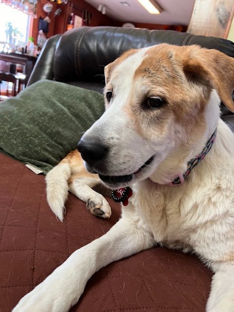 Sadie, an adoptable Hound in Irmo, SC, 29063 | Photo Image 1