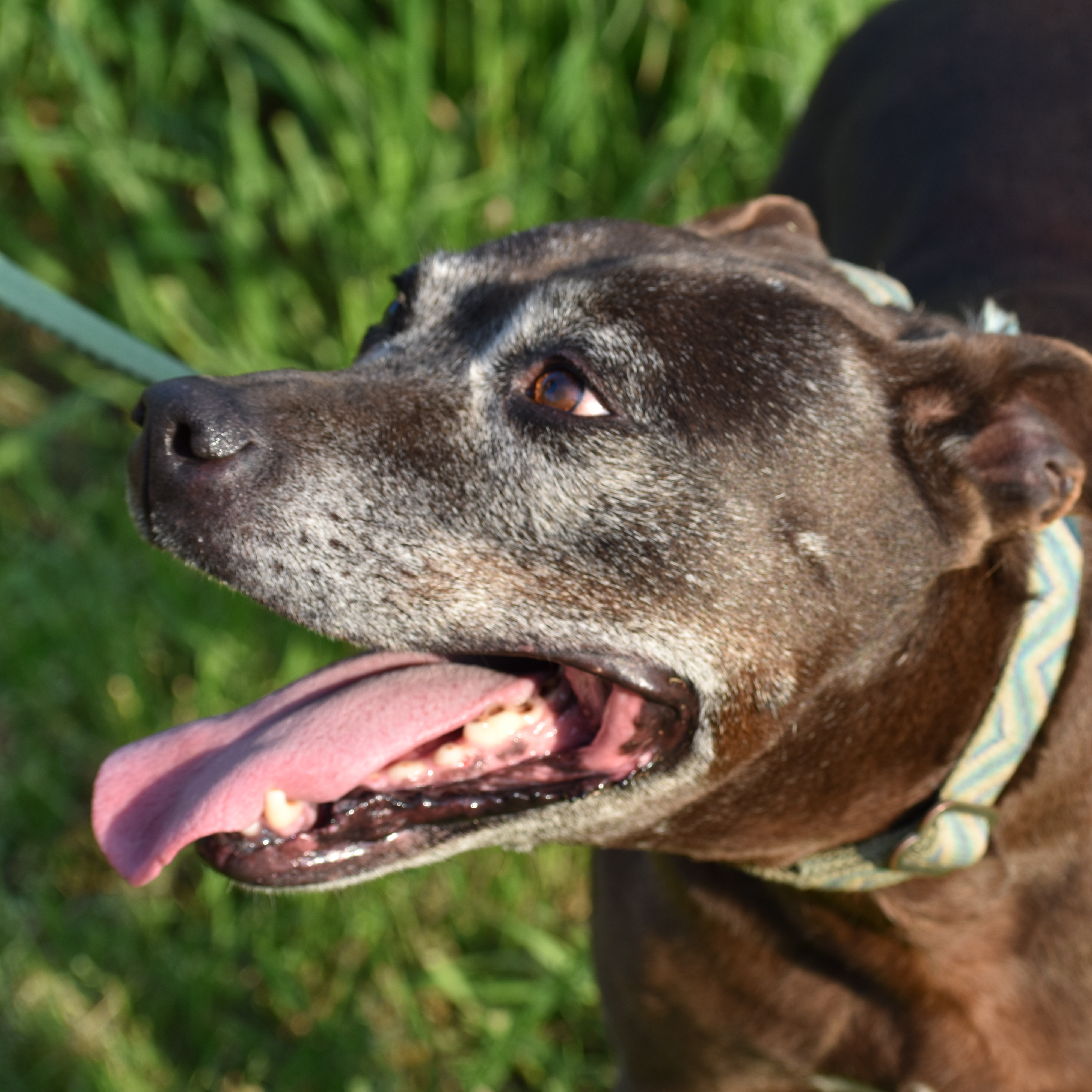 Tilly, an adoptable American Staffordshire Terrier in Bryan, TX, 77808 | Photo Image 3
