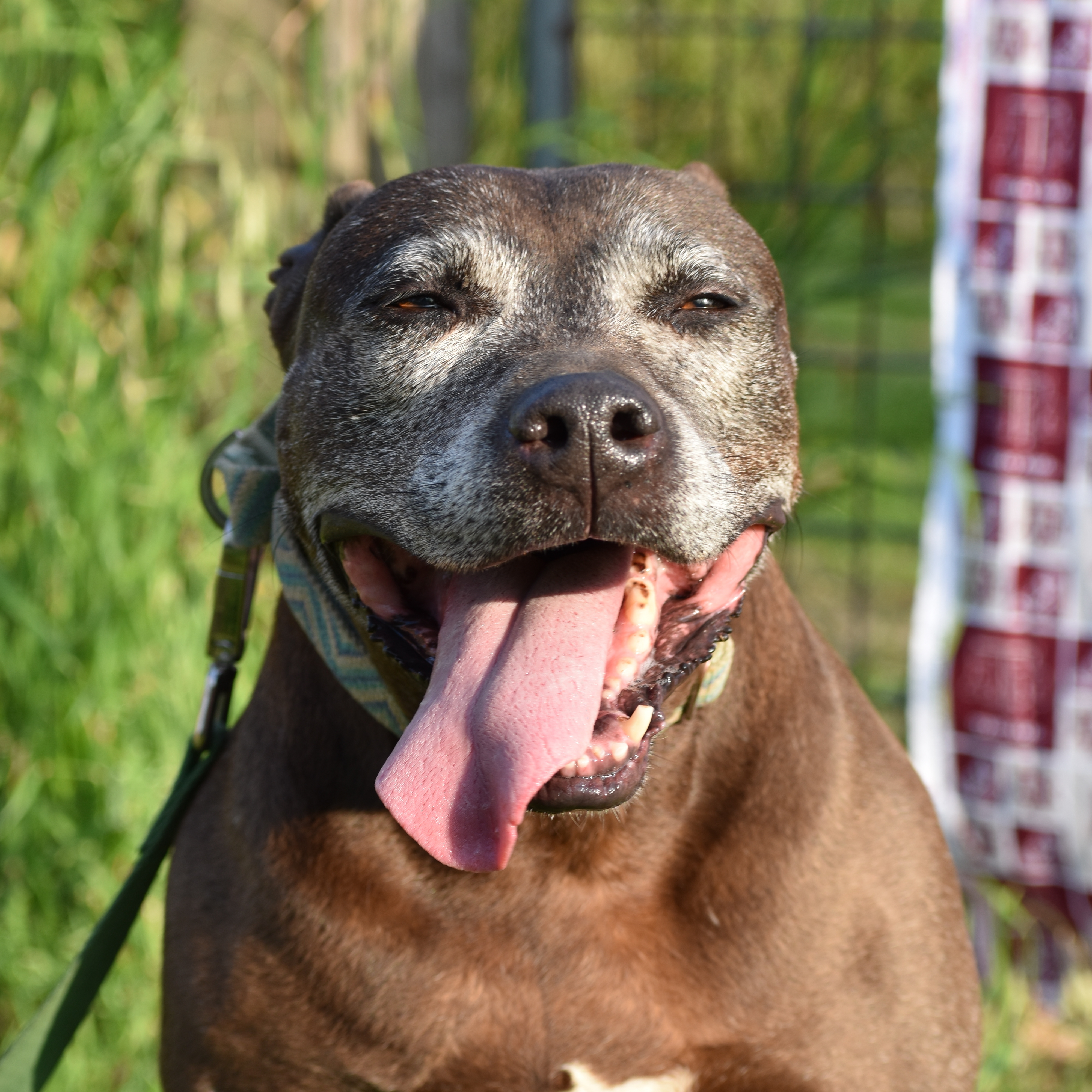 Tilly, an adoptable American Staffordshire Terrier in Bryan, TX, 77808 | Photo Image 1
