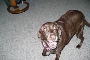Bon Bon, an adoptable Chocolate Labrador Retriever in Austin, TX, 78708 | Photo Image 2