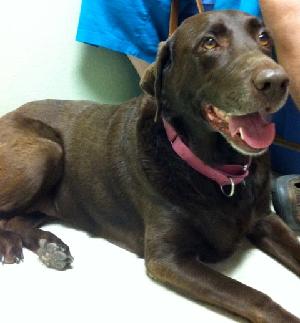 Bon Bon, an adoptable Chocolate Labrador Retriever in Austin, TX, 78708 | Photo Image 1