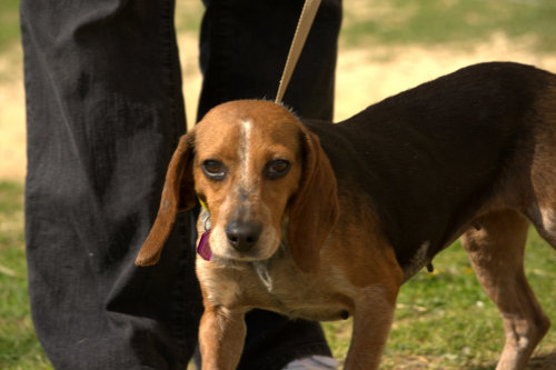 Tina, an adopted Beagle in Owensboro, KY_image-2