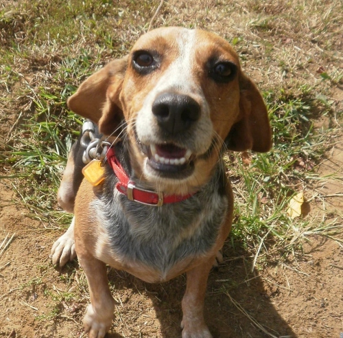 Tina, an adopted Beagle in Owensboro, KY_image-1