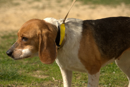 Shy, an adopted Beagle in Owensboro, KY_image-2