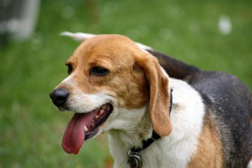 Shy, an adopted Beagle in Owensboro, KY_image-3