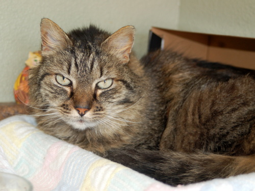 Aurora, an adopted Maine Coon in Elk Grove, CA_image-1