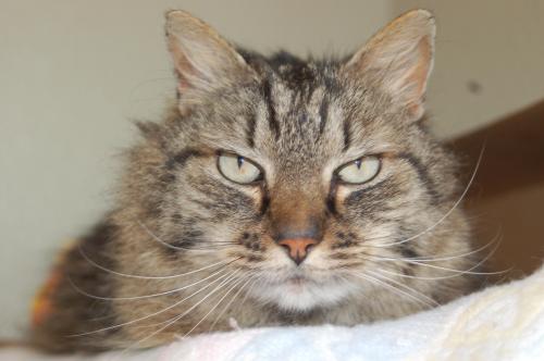 Aurora, an adopted Maine Coon in Elk Grove, CA_image-2