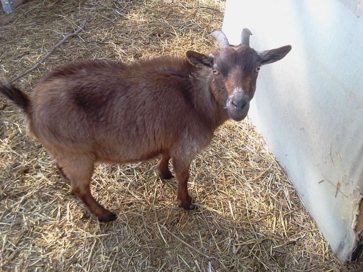 Goats need rehoming 2