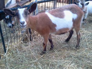 Goats need rehoming