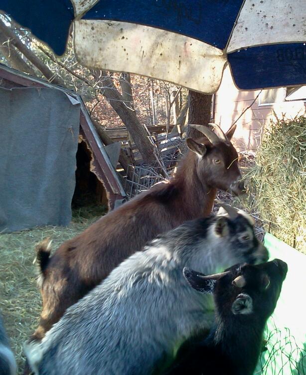 Goats need rehoming 3