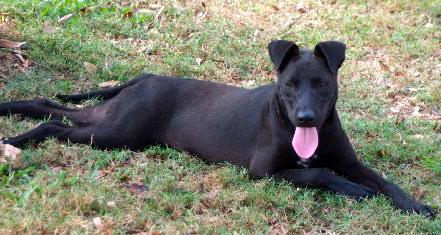 RUBYANNA, an adoptable Labrador Retriever, Shepherd in Royal Palm Beach, FL, 33411 | Photo Image 1