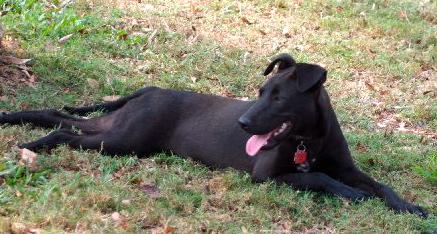 RUBYANNA, an adoptable Labrador Retriever, Shepherd in Royal Palm Beach, FL, 33411 | Photo Image 2