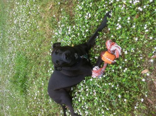 RUBYANNA, an adoptable Labrador Retriever, Shepherd in Royal Palm Beach, FL, 33411 | Photo Image 3