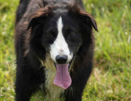 Marty-Adopted!!!!, an adopted Border Collie in Rockport, IN_image-1