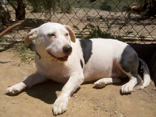 Potato, an adopted Pit Bull Terrier & Terrier Mix in Acton, CA_image-2