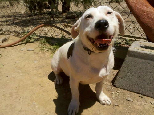 Potato, an adopted Pit Bull Terrier & Terrier Mix in Acton, CA_image-3