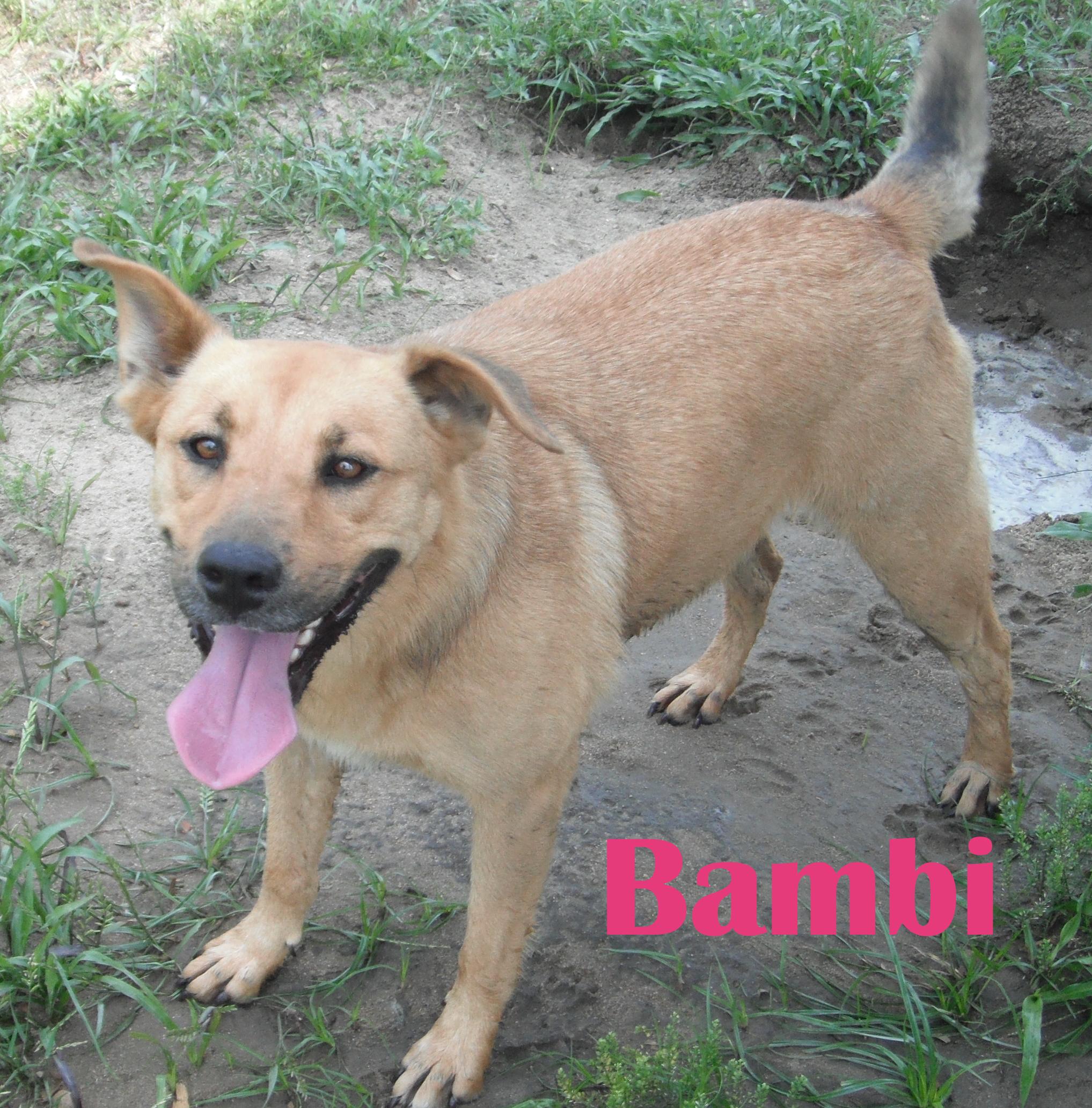Bambi, an adoptable Corgi, Mixed Breed in Orangeburg, SC, 29116 | Photo Image 2