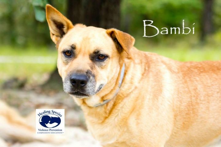 Bambi, an adoptable Corgi Mix in Orangeburg, SC_image-3