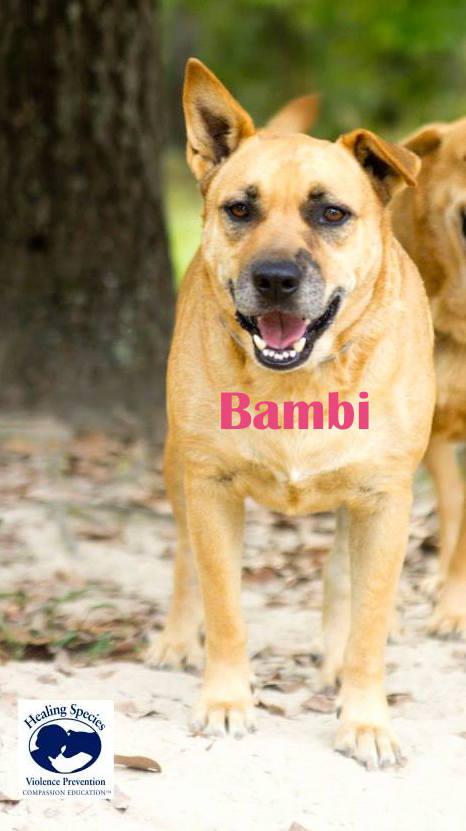 Bambi, an adoptable Corgi, Mixed Breed in Orangeburg, SC, 29116 | Photo Image 4
