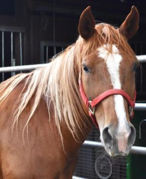 horses for sale in wisconsin petfinder