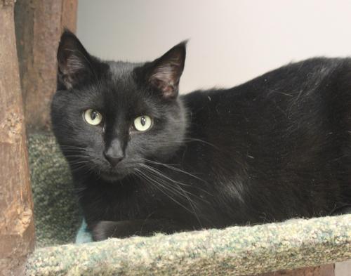 Bumble, an adopted Domestic Short Hair Mix in Naperville, IL_image-2